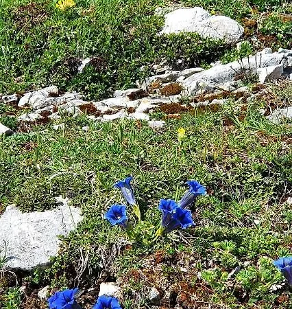 Koca Velika Planina - Kamrica * Stahovica