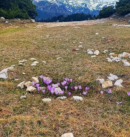 Koca Velika Planina - Kamrica