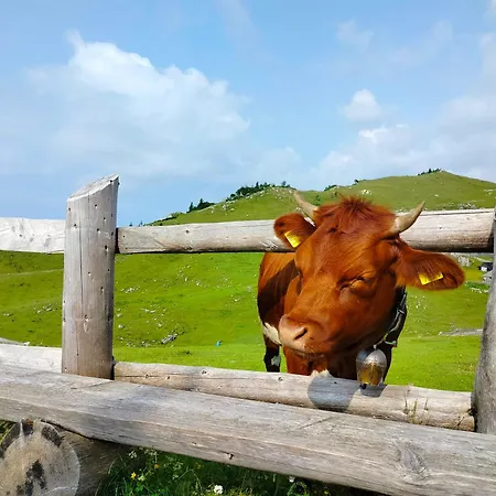 Koca Velika Planina - Kamrica *