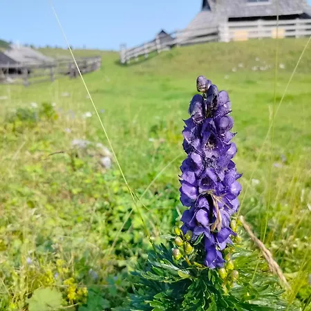 Koca Velika Planina - Kamrica 木屋 Stahovica