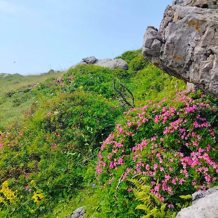 Koca Velika Planina - Kamrica *