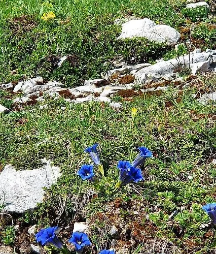 Koca Velika Planina - Kamrica * Stahovica
