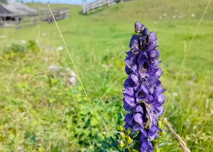 Koca Velika Planina - Kamrica Horská chata Stahovica