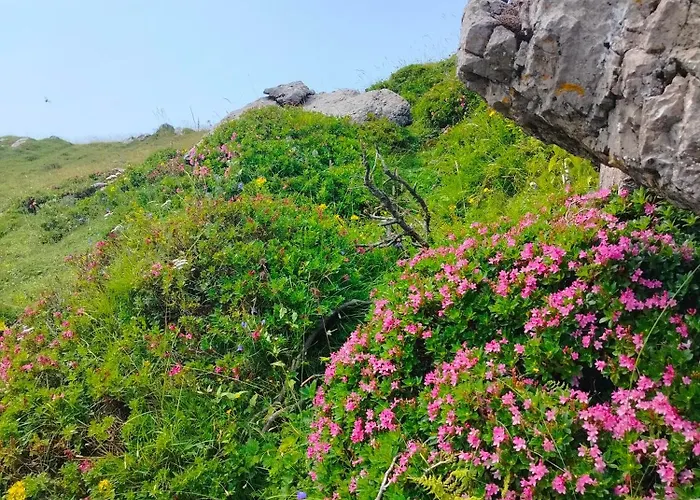 Koca Velika Planina - Kamrica *